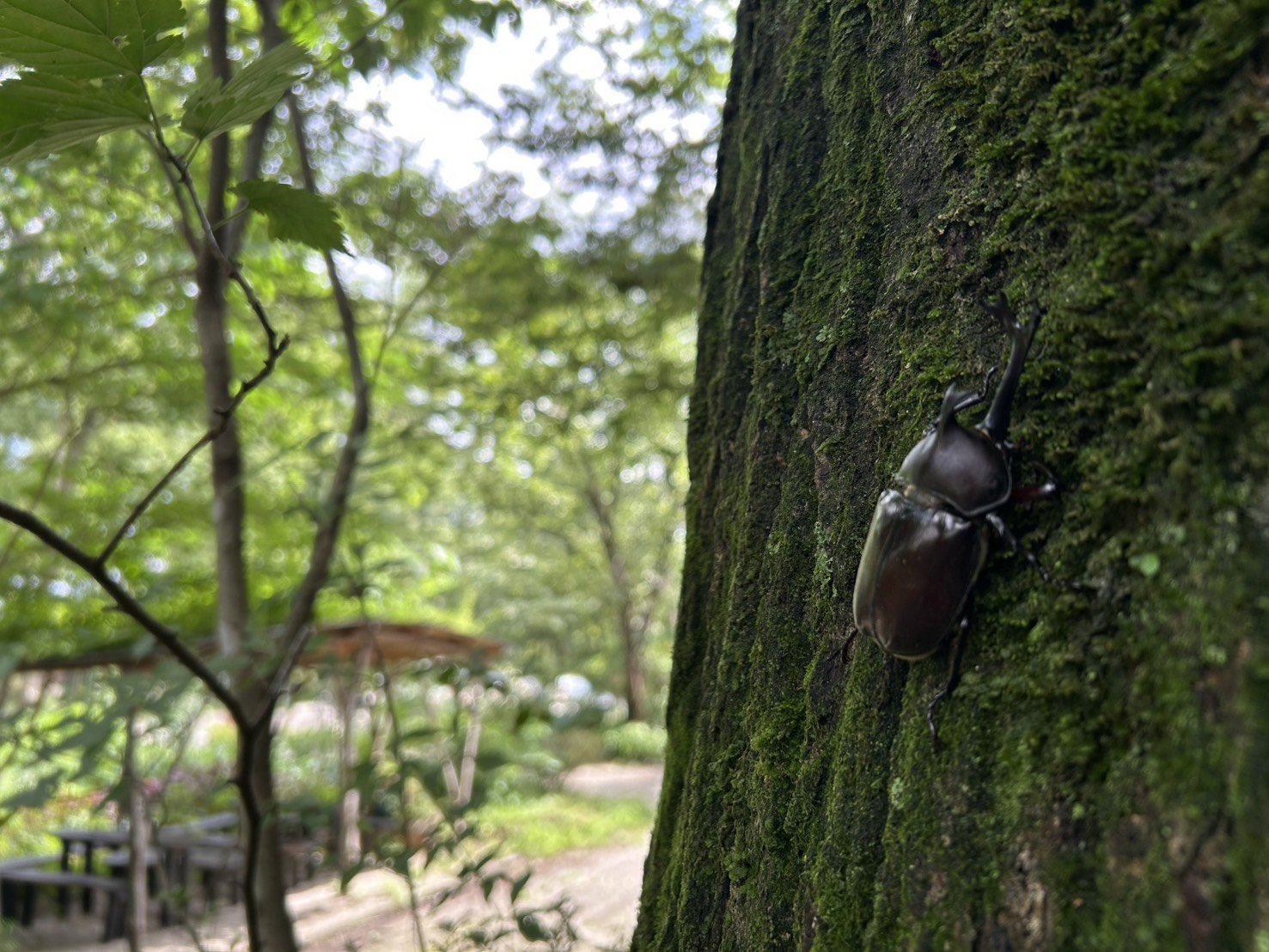 苔むす木に集う夏の生き物