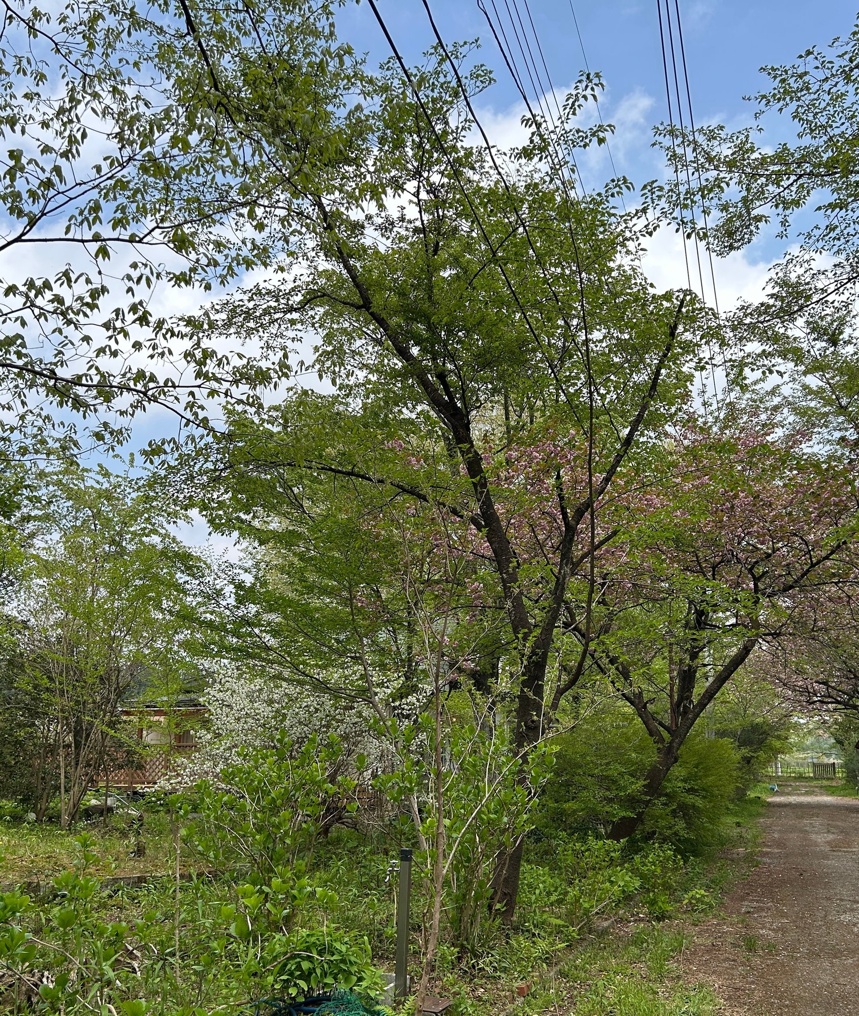 花咲く木立の小径