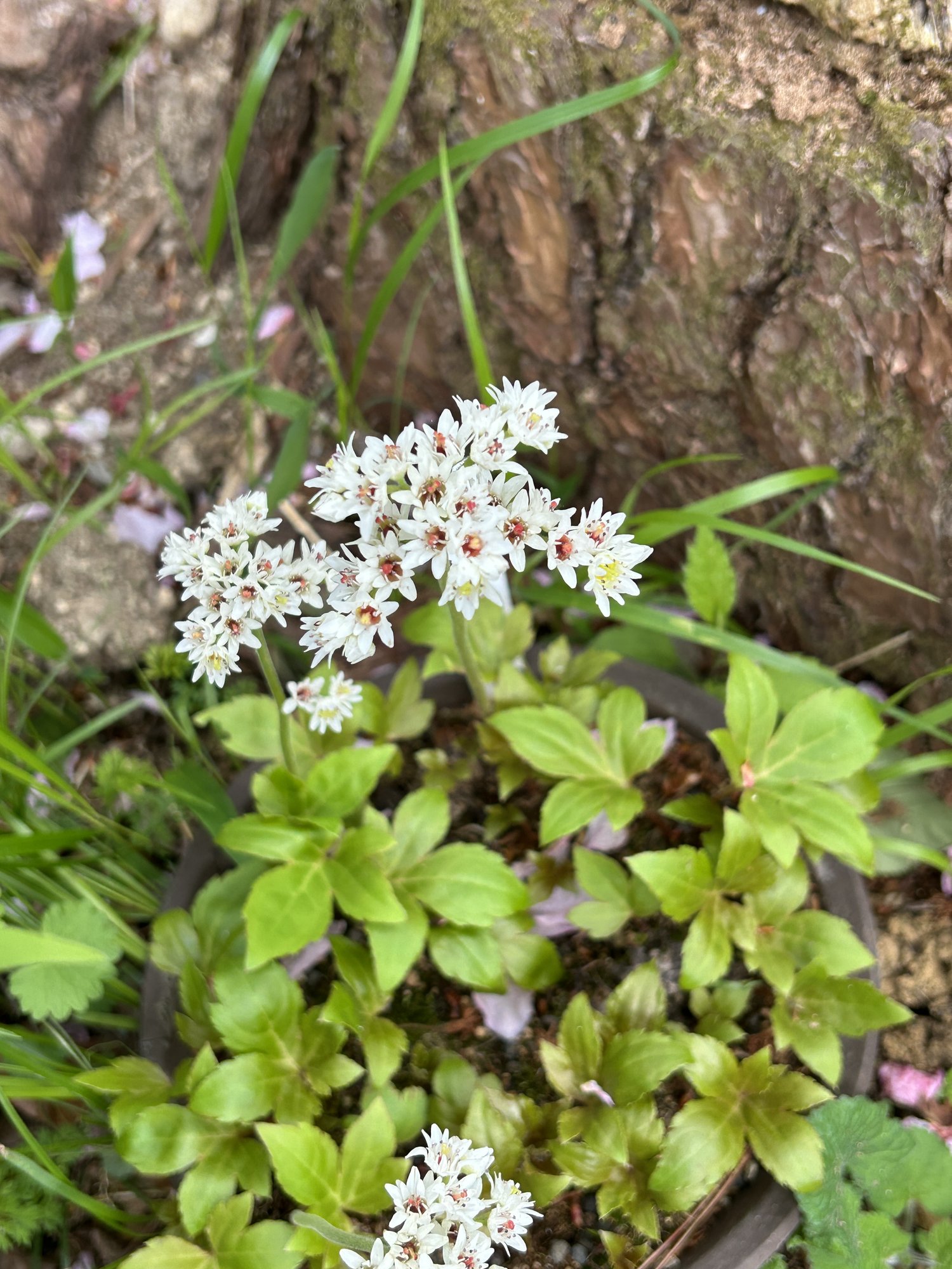 庭に咲く山野草