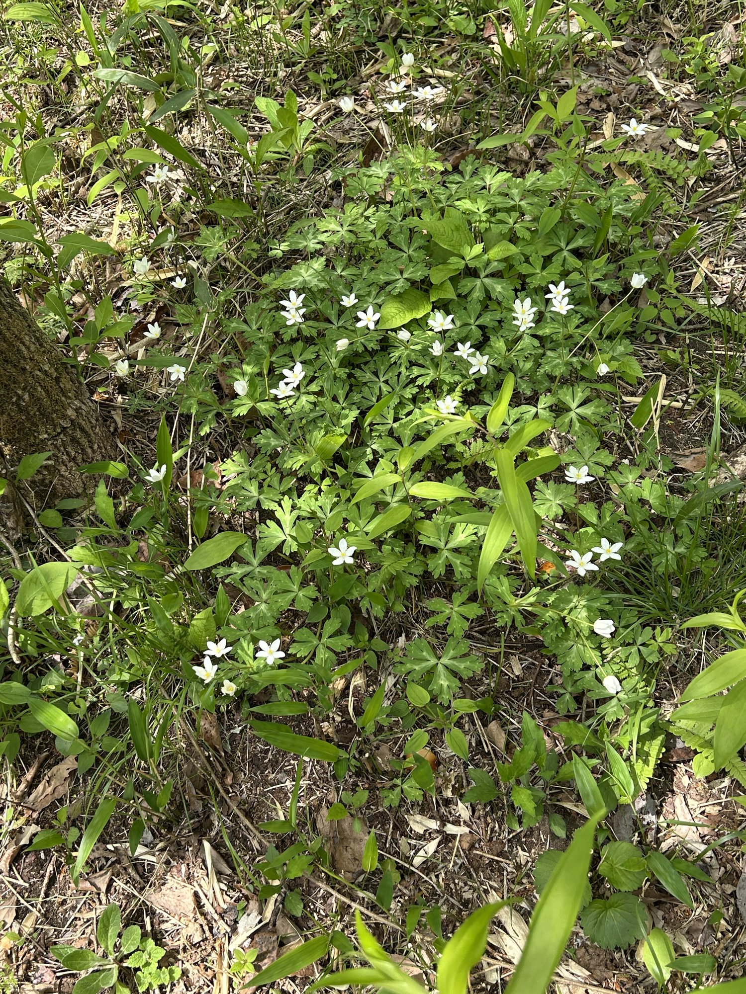 林床に群れる白い山野草