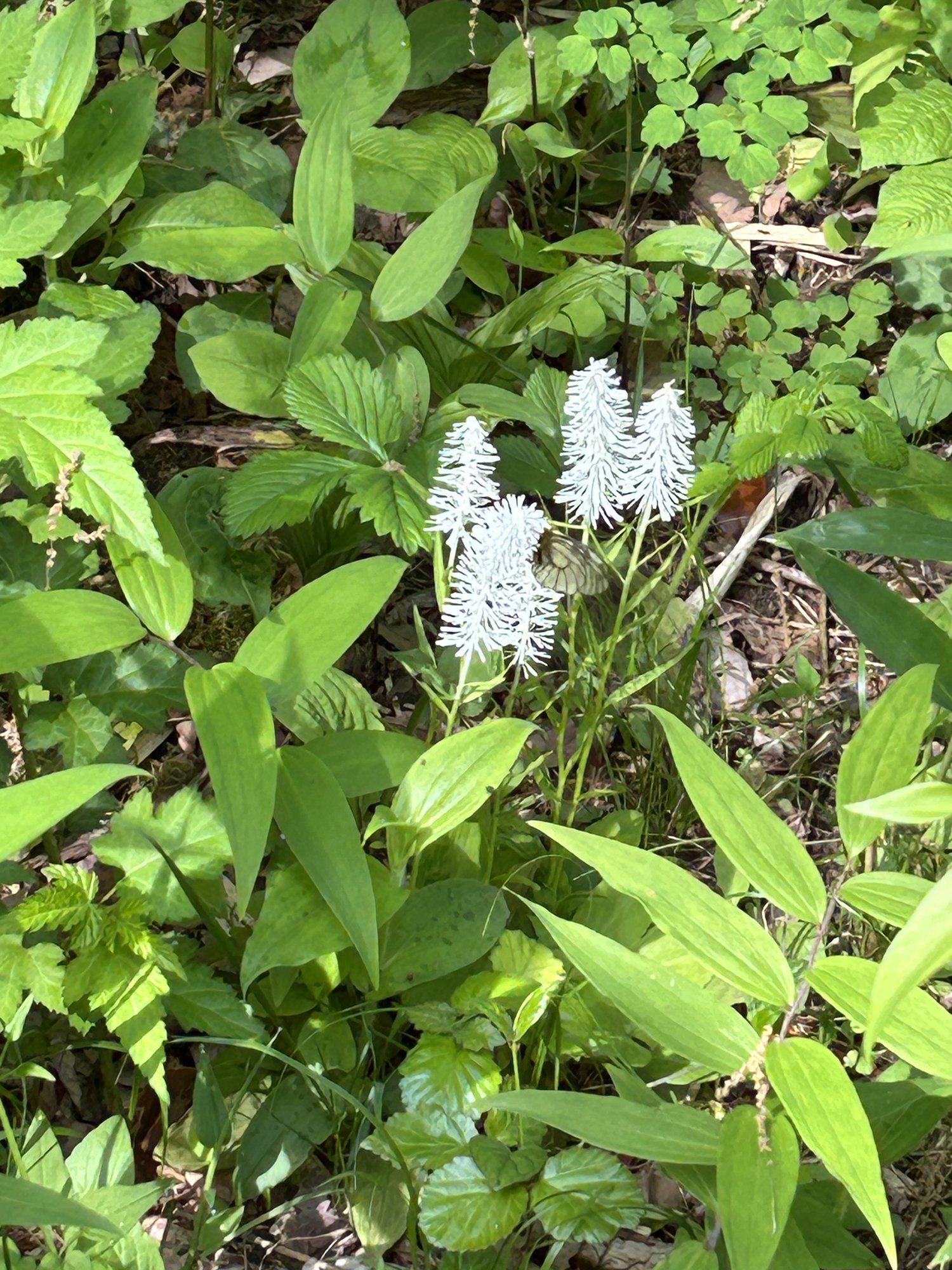 白い花穂の山野草